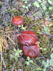 Suillus grevillei