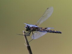 Celithemis martha