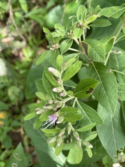 Lepidaploa arborescens