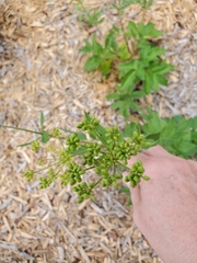 Zizia aurea