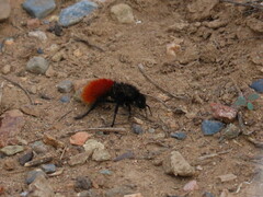 Dasymutilla magnifica