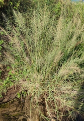 Diplachne fusca