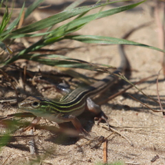 Aspidoscelis sexlineatus