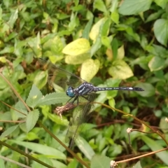 Hylaeothemis apicalis