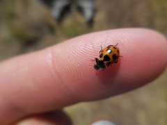 Ceratomegilla notata