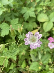 Geranium versicolor