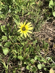 Arctotheca calendula