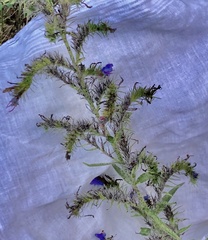 Echium vulgare