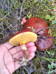 Suillus grevillei