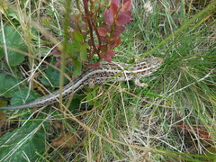 Lacerta agilis