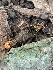 Platydracus maculosus