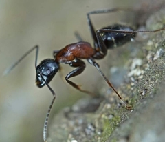 Camponotus atrox
