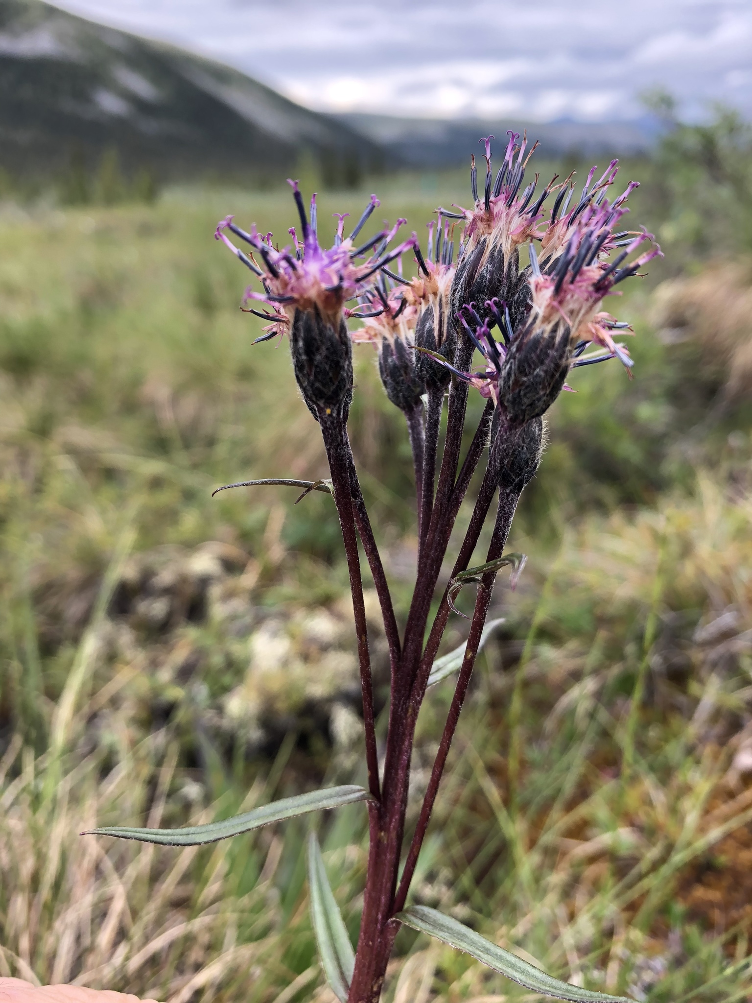 Saussurea angustifolia var. angustifolia