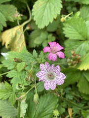 Geranium versicolor