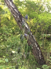 Aconitum baicalense