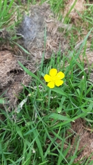Ranunculus acris