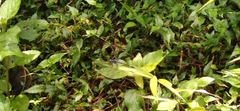 Hylaeothemis apicalis