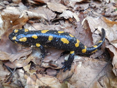 Salamandra salamandra