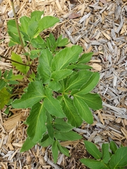 Zizia aurea