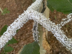 Grylloprociphilus imbricator