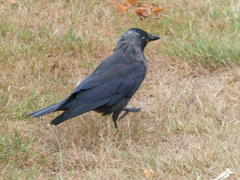 Corvus monedula