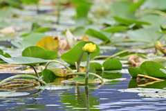 Nuphar polysepala