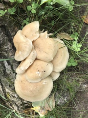 Pleurotus populinus