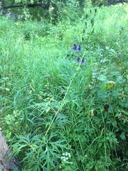Aconitum baicalense