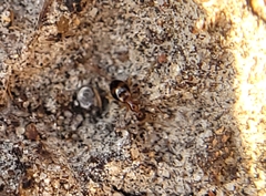 Coleoptera