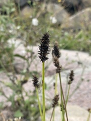 Carex otrubae