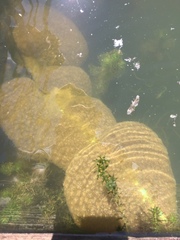 Pectinatella magnifica