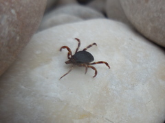 Hyalomma