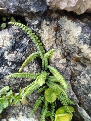 Asplenium viride