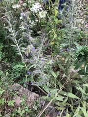 Echium vulgare
