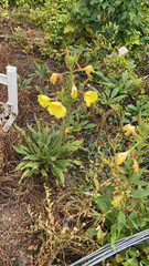 Oenothera glazioviana