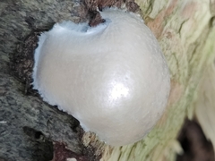 Reticularia lycoperdon