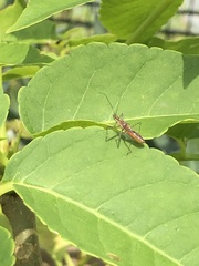 Zelus cervicalis