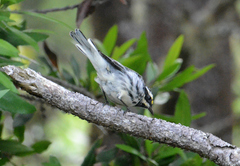 Setophaga nigrescens