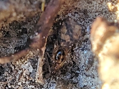 Coleoptera