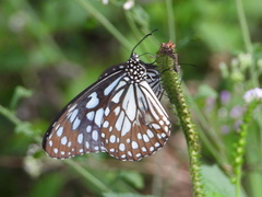 Tirumala limniace