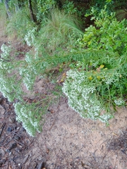 Eupatorium torreyanum