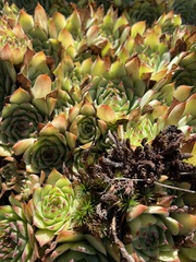 Sempervivum