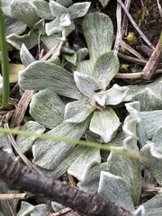 Antennaria