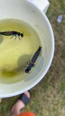 Ocypus olens