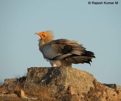 Neophron percnopterus