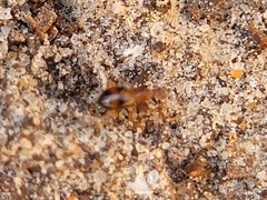 Coleoptera