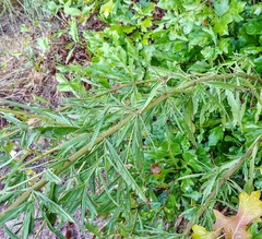 Eupatorium torreyanum