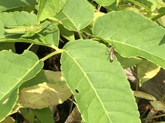Zelus cervicalis
