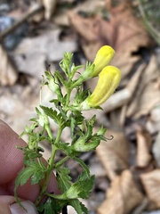Aureolaria pedicularia