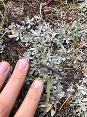 Antennaria